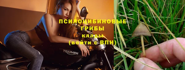 стаф Алзамай